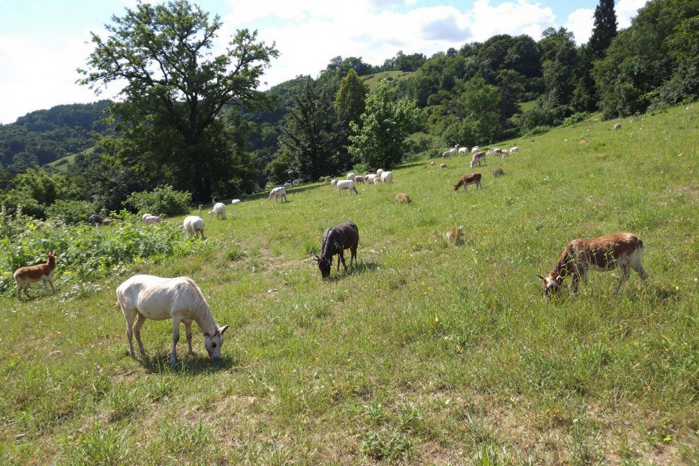 Chèvres blanches et brunes paissant dans un pré verdoyant